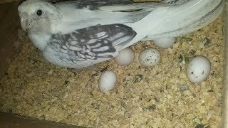 eggs lay birds hatch