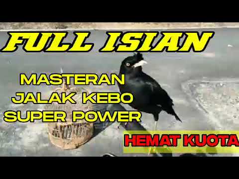 Masteran Burung Jalak Kebo Full Isian Super Power Serasa Jalak Uren Hemat Kuota Training birds