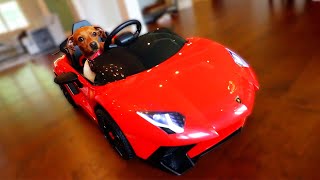 I Bought My Dog A Car