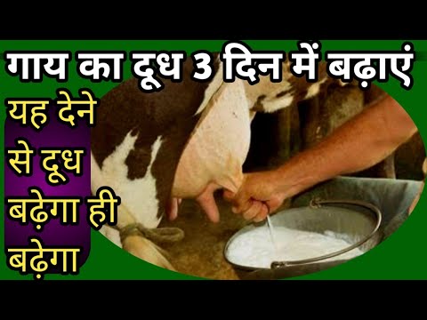 वीडियो: काटने से रोकने के लिए एक फेरेट को कैसे प्रशिक्षित करें: 10 कदम (चित्रों के साथ)