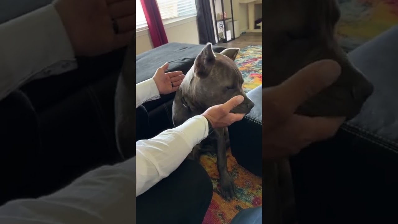 Dog Pretends To Be Sad When Owner Has To Leave