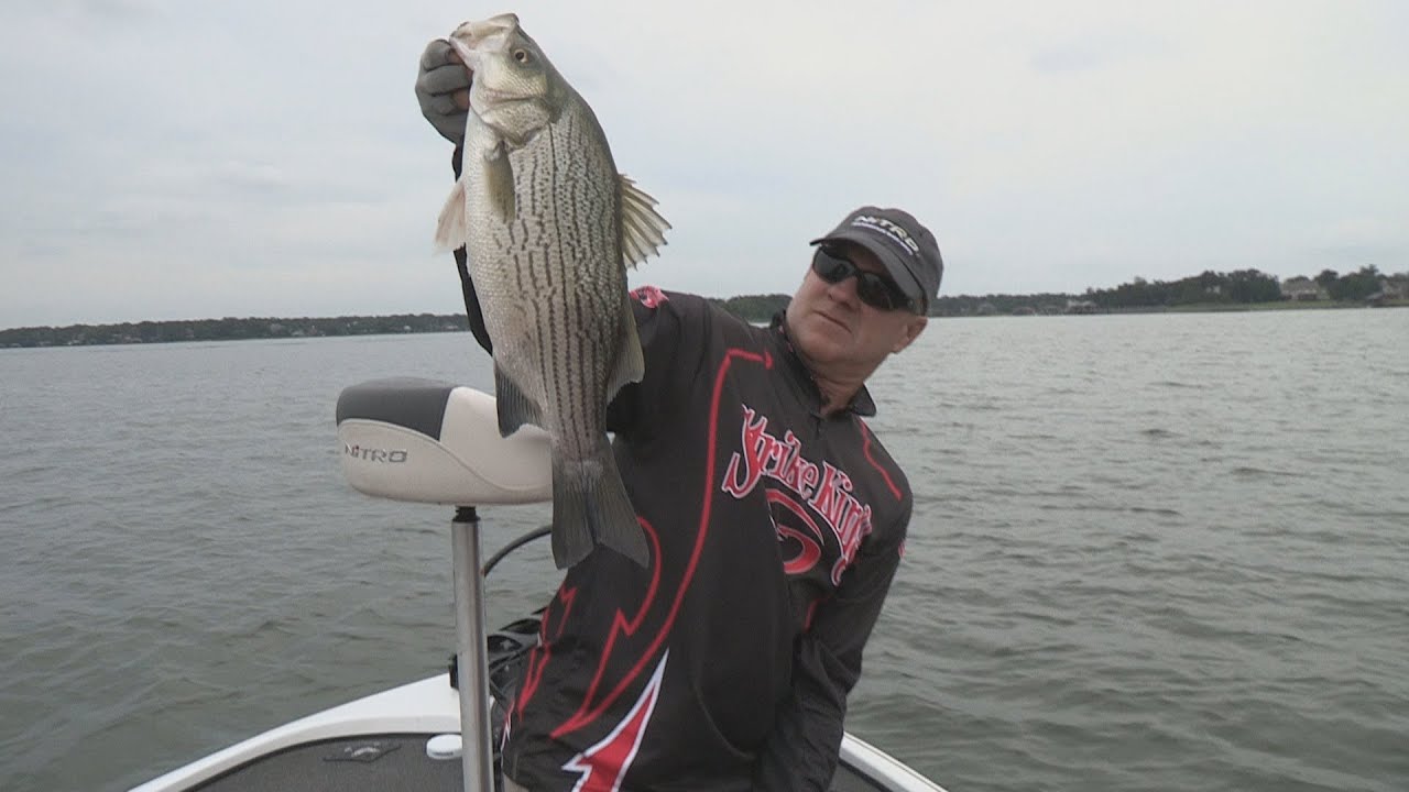 SNEAK PEEK PREVIEW 15 2014 Cedar Creek Texas Hybrid Striper Fishing YouTube