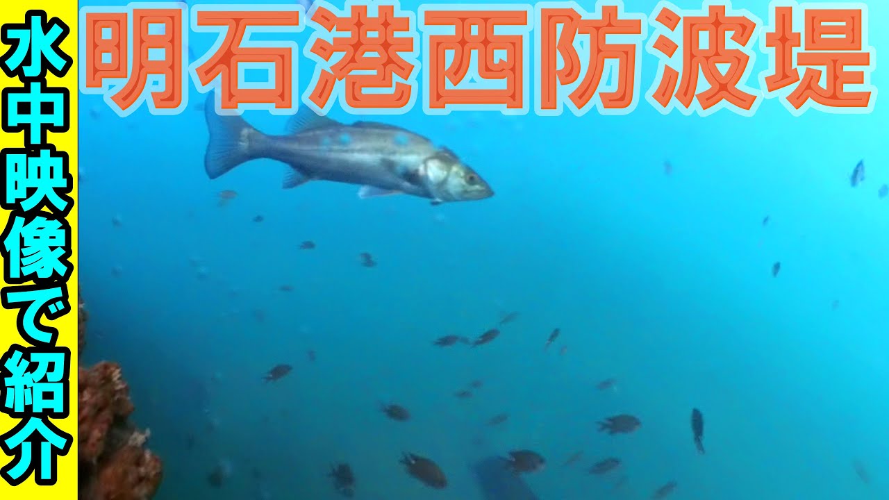 明石港の西防波堤（白灯台）の釣りポイントを水中映像で大公開！【釣りポイント紹介】