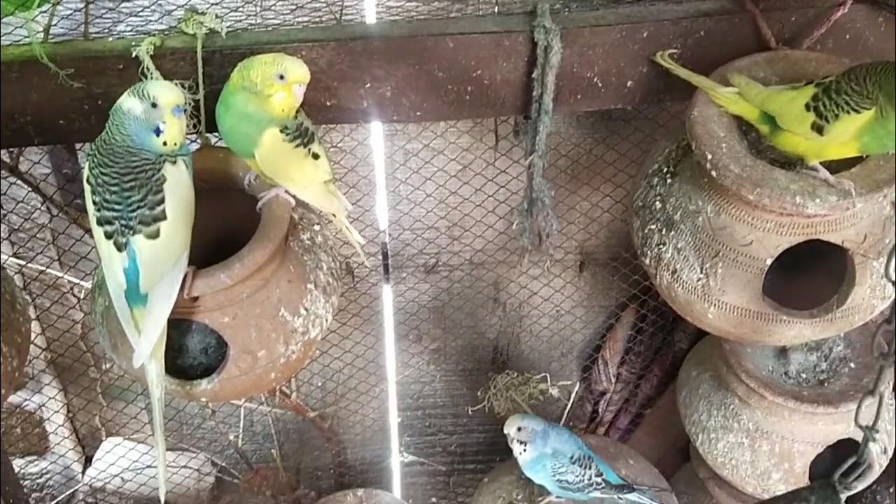 Budgies Nest Box video How to Breed budgies at home tips My Budgies