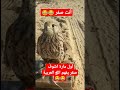 اول مارة اشوف صقر يفهم اللغة العربية Shorts Fyp Tiktok Explore