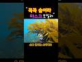 감태뒤에 숨어서 물고기를 촬영해본다|여기는 영덕바다#프리다이빙#프리다이버#바다#영덕바다#삼척바다
