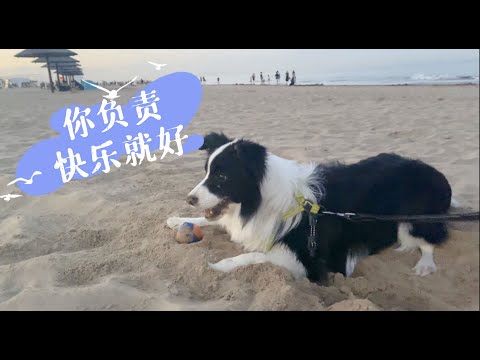 谁说边牧胆子小？我的小狗狗最勇敢—This is my brave border collie Mia