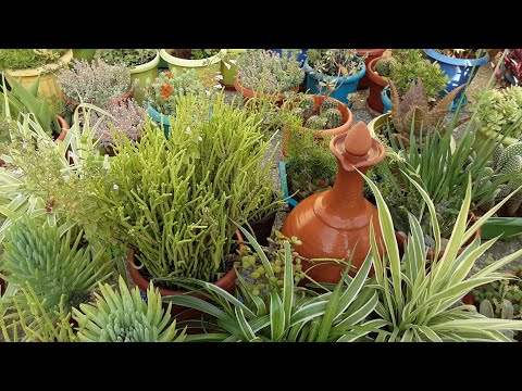 كرسول طحلبي   كيفية الإكثار   نبات شمس  