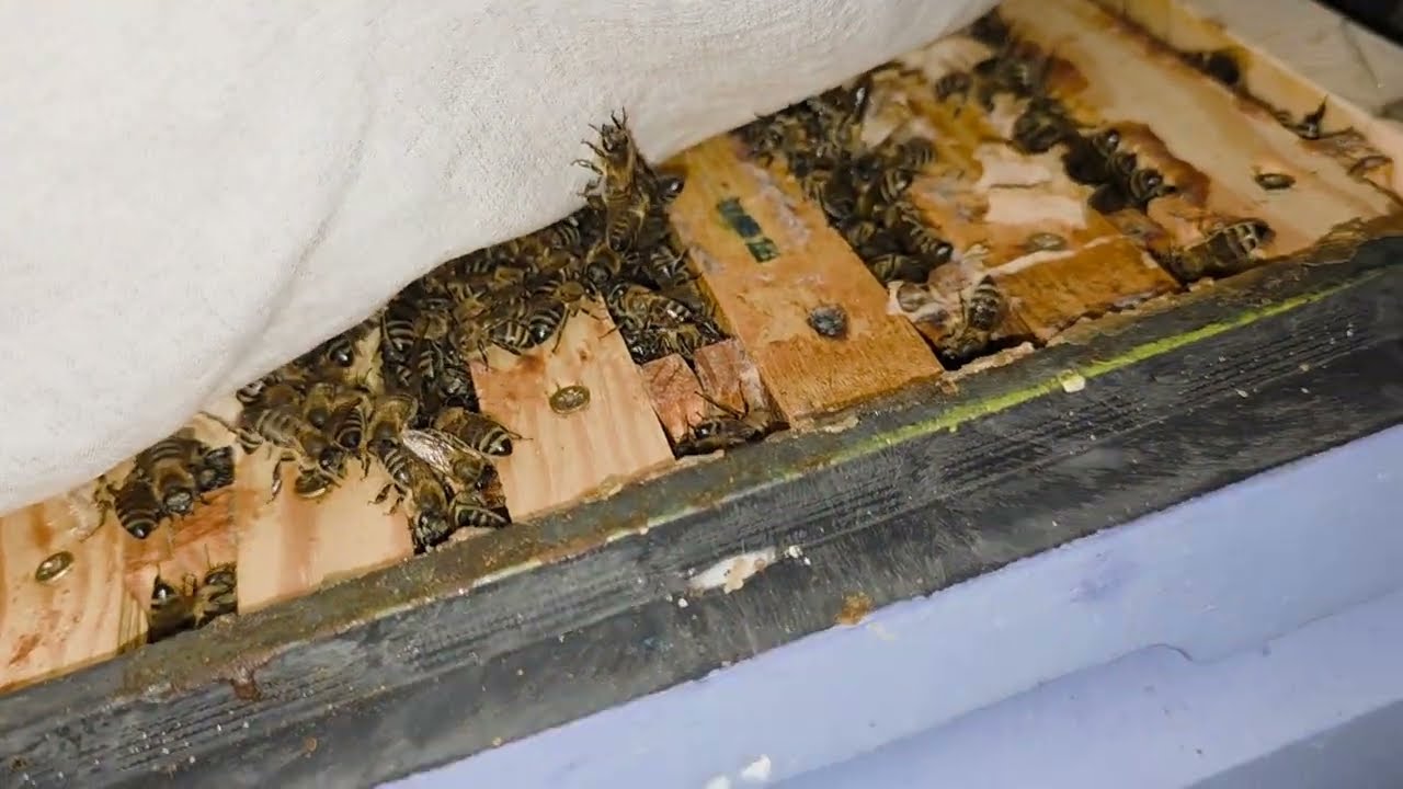 Без паники!!! В зимовнике +9°С. 