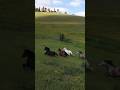 Wild Freedom: Powerful Horses Running Through Green Fields 🐎🌿 #shortsfeed #horse #royalhorse #shorts