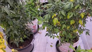 10-7-20 update