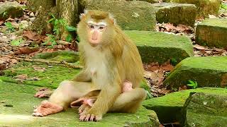 Despairing Cry Baby Monkeys Plea For Milk 6