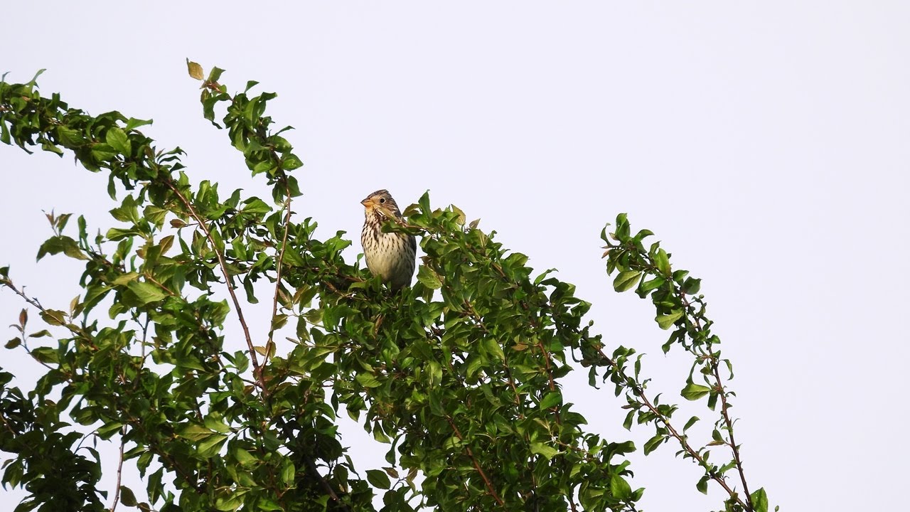 Pilkoji starta / Emberiza calandra / Corn Bunting / Просянка