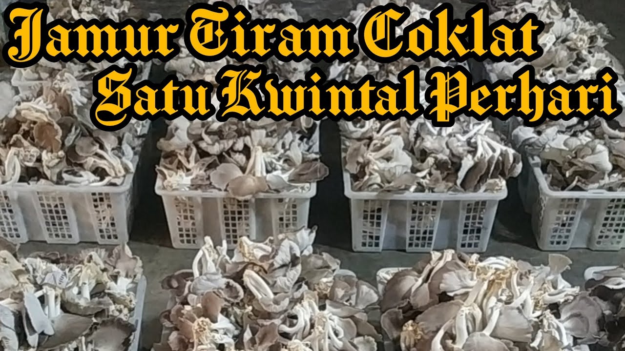 PANEN JAMUR TIRAM COKLAT Perhari Satu Kwintal Budidaya Jamur Tiram
