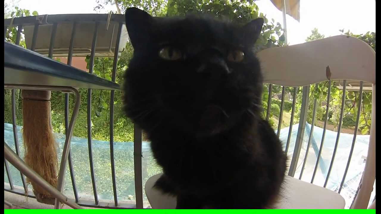 GoPro cat slow motion - YouTube