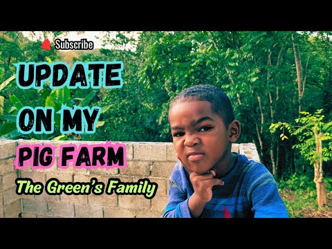 Update On My Pig Farm 🐖