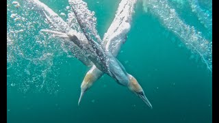 Gannets underwater in slow mo'