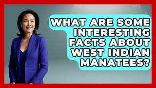 What Are Some Interesting Facts About West Indian Manatees? - The Wild Life Explorer