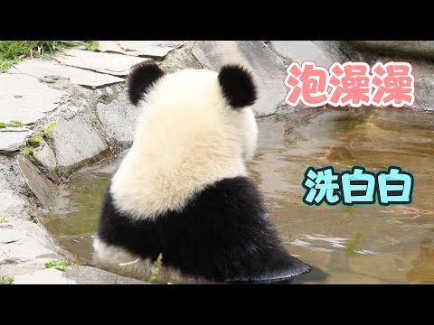 《熊貓早晚安》熊界的泡澡小王子 | iPanda熊貓頻道