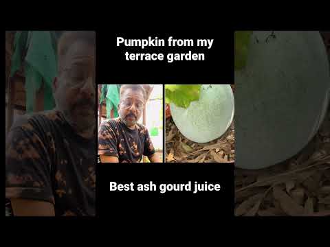 Pumpkin for best health - terrace garden
