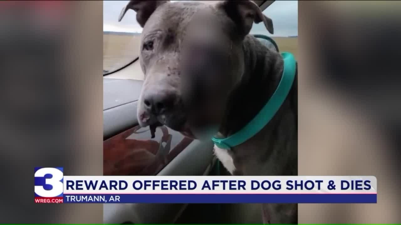 Reward Offered for Suspect After Dog Shot Three Times, Dies