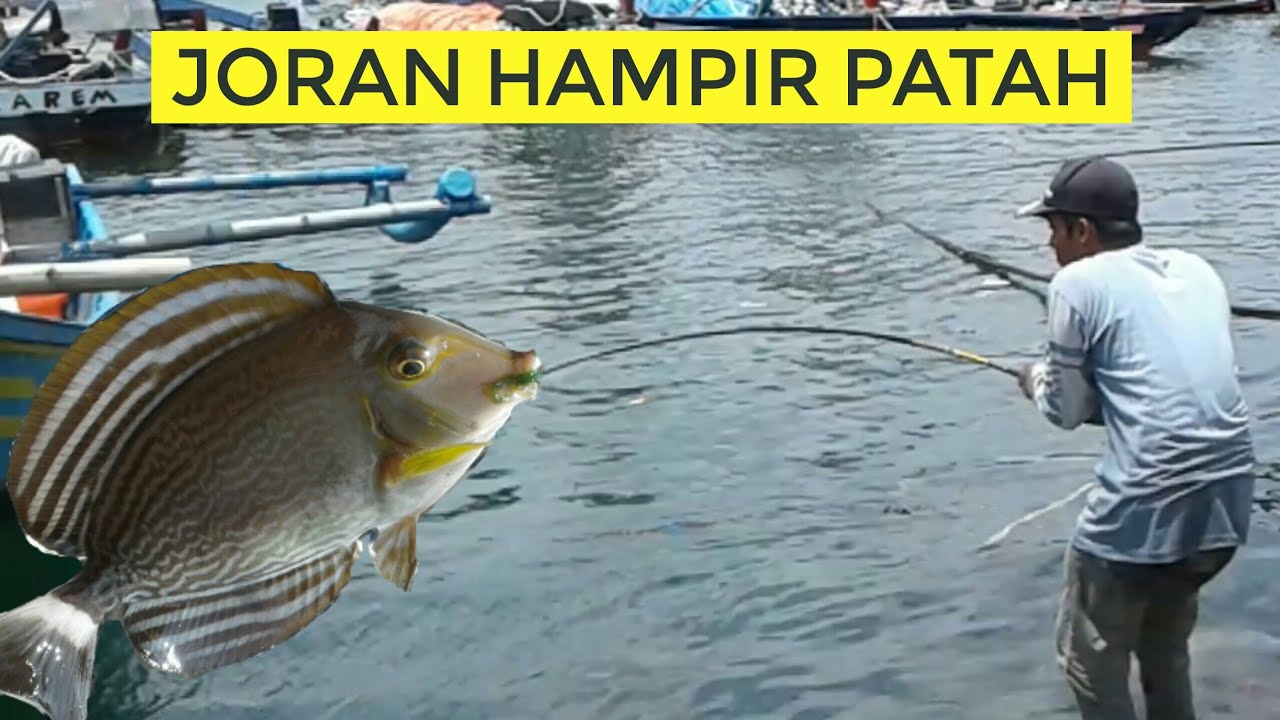 UMPAN YANG BIKIN RAKUS IKAN BARONANG