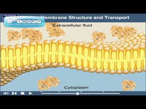 Video: Трансмембраналык домен деген эмне?