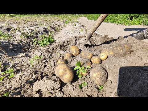 Dlaczego ziemniaki rosną małe