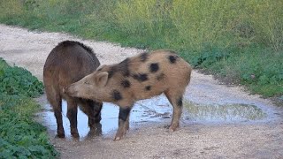 Cinghiali a Roma, il branco irrompe nel parco