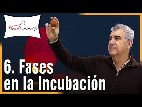 Video: ¿Por qué se realiza la incubación?