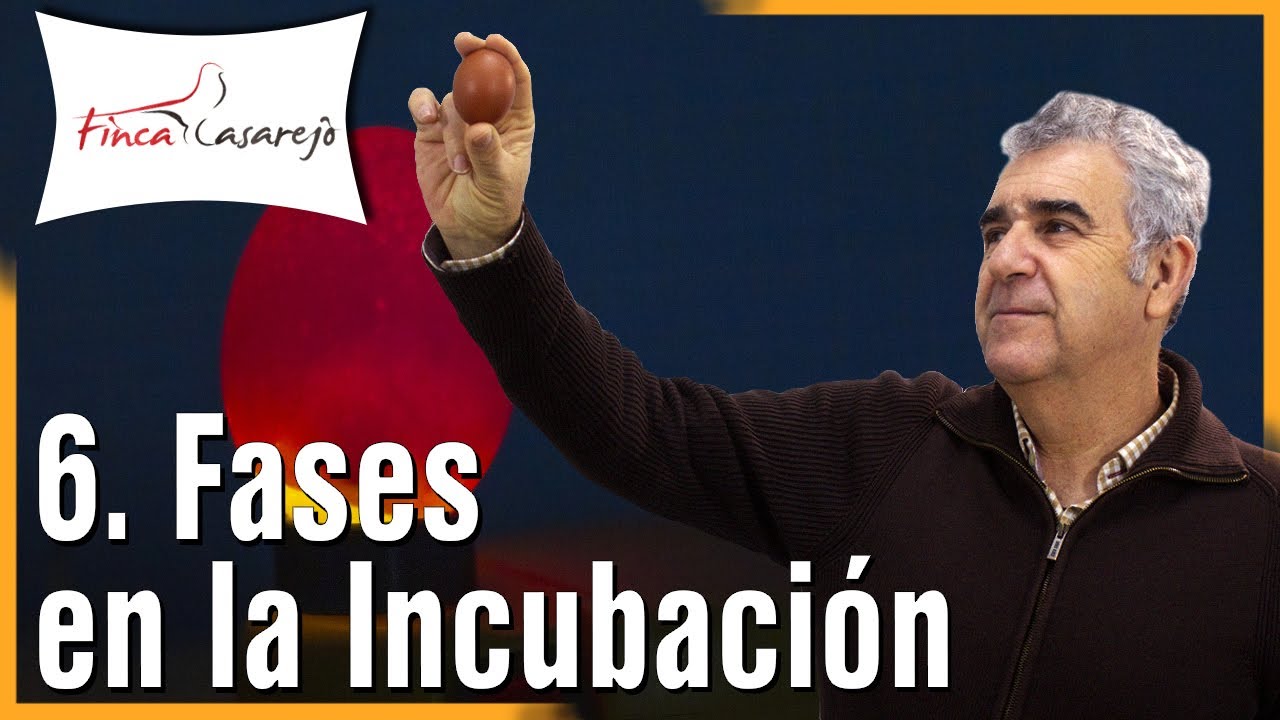 Fases en la INCUBACIÓN de HUEVOS 🥚: Problemas, causas y soluciones. Cap VI