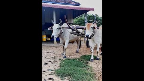 🐄🐄🐄There are many good cows in the country.#laser #chicken #animals #farming #farm #ai #chicken