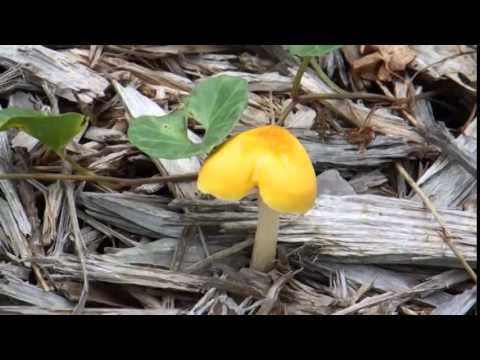 黄色いキノコ Yellow Mushroom Youtube