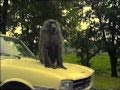 Happy Monkey!.mov