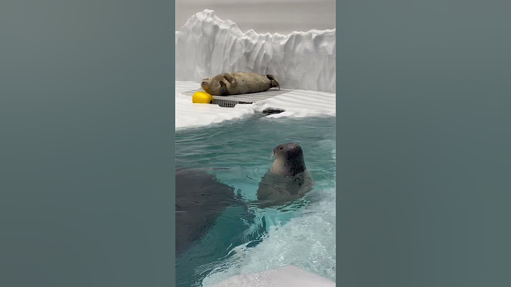 Seals at Osaka Aquarium, Japan