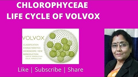 LIFE CYCLE of VOLVOX