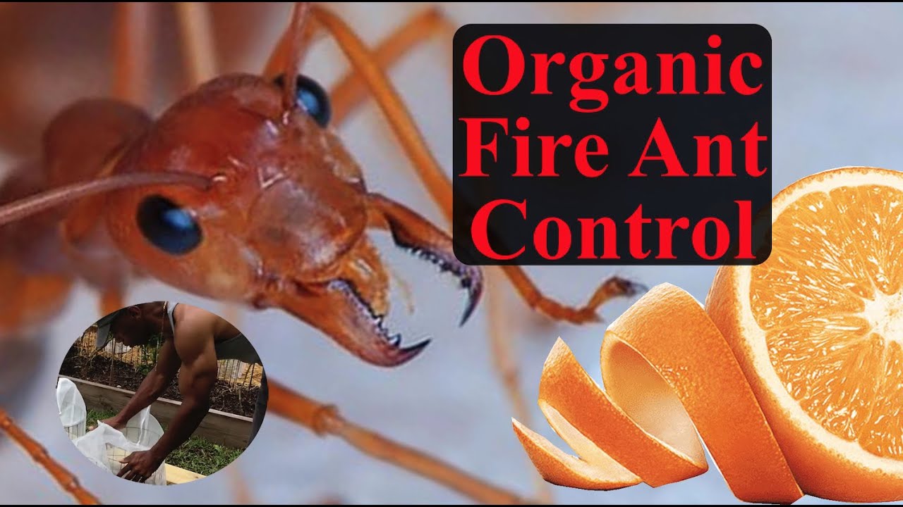 Fire Ant Control 