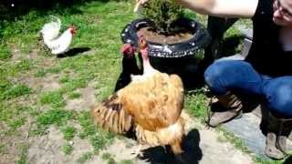 Chicken Slow Motion Jump 3