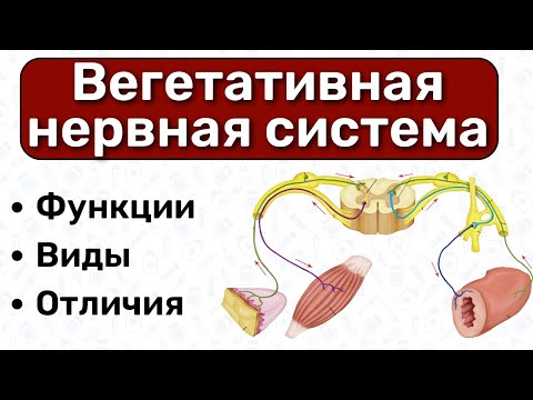 Вегетативная нервная система:  отличия от соматической; симпатическая и парасимпатическая система