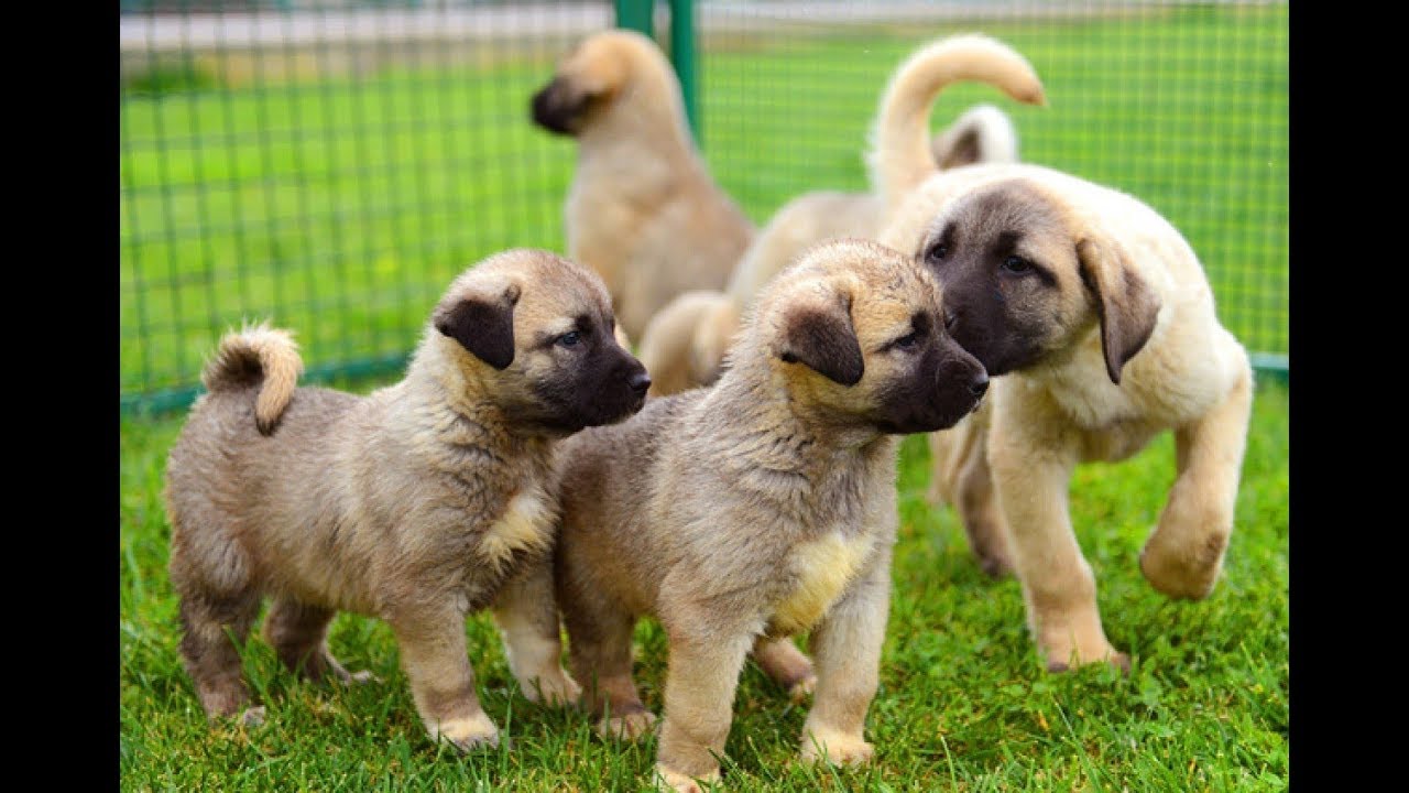 Kangal Kopegi Ozellikleri Nerede Yasar Bakimi Ve Beslenmesi