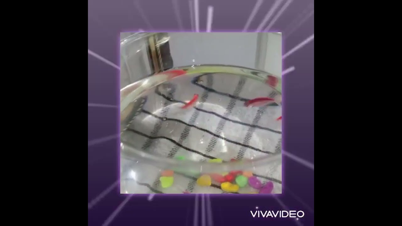 Handfeeding my colorful widow tetras 🐟👌 