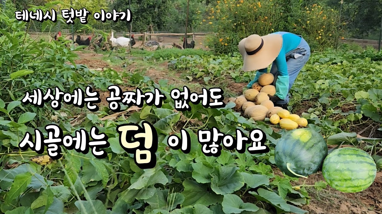 [미국 테네시] 🌱 씨앗만 뿌렸는데 마르지 않는 보물 창고가 됐네요 #시골생활 #gardening 