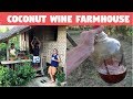 DRINKING COCONUT WINE AT A FILIPINO FARMHOUSE - Kulas and the Titas