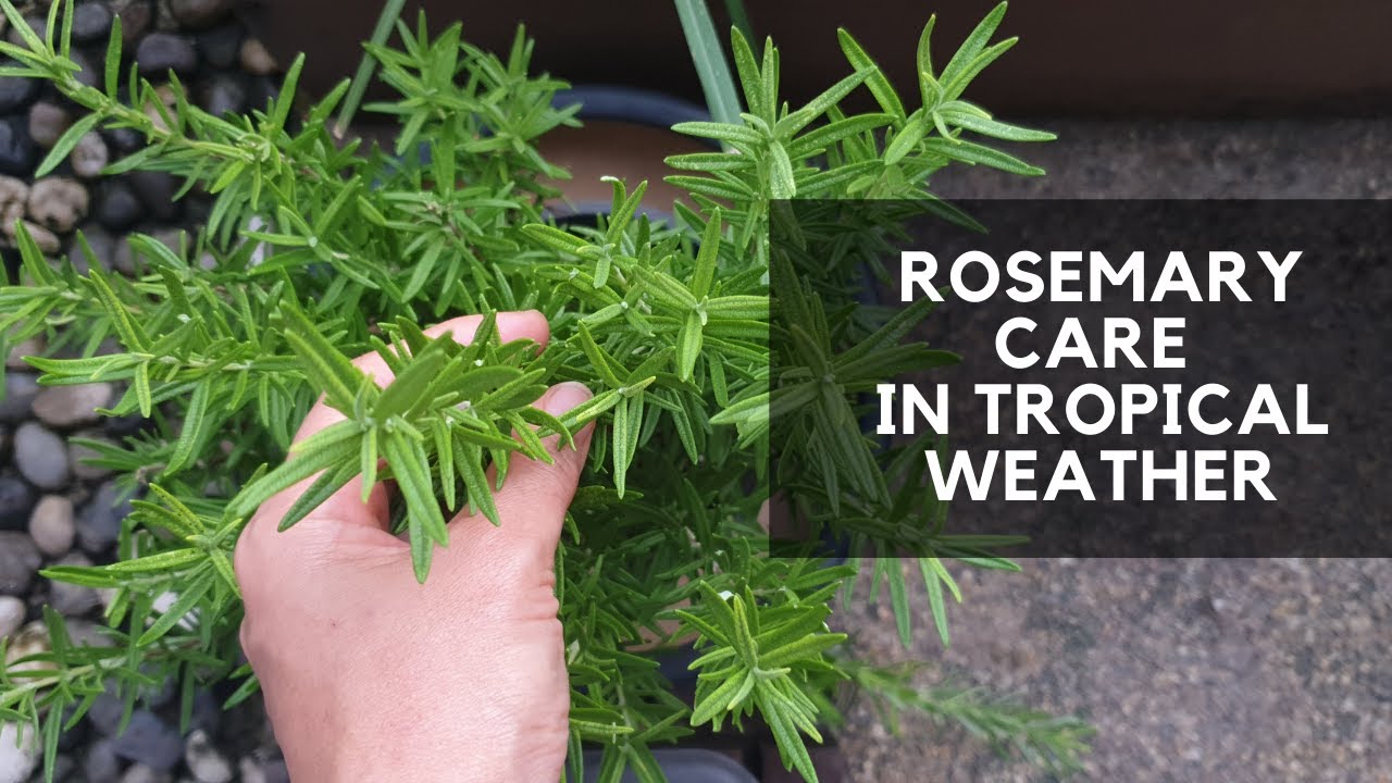 ROSEMARY CARE  How not to kill Rosemary in tropical weather 