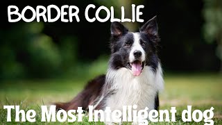 Border Collie: The most Intelligent dog by FurryFriends 252 views 2 months ago 8 minutes, 23 seconds