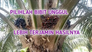Superior oil palm seeds have better FFB production levels
