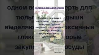 Цветочный каннибализм  #цветы
