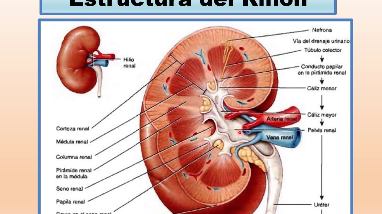 Строение лоханки. Почки. Рисунок почки человека. Большие почечные чашки.