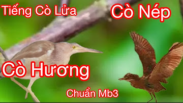 Tiếng Cò Mồi,Tiếng Cò Lửa,Cò Hương,Cò Nép ,Chuẩn Không Tạp Âm,Fie Đánh Lưới Đêm Cực Hay.