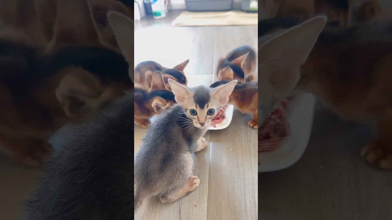 When you&rsquo;re not like everyone else 😻 #abyssiniancats #cat #animallovers #kitten #catlovers